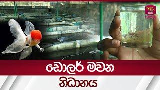 ඩොලර් මවන නිධානය| Fish Farming