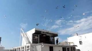 Ricky flying Mike Tyson's pigeons at the Jersey City pigeon coop...