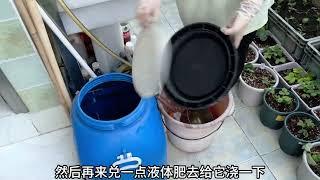 楼顶菜园种的秋豇豆在长花了 给它追点肥营养充足多 多多结豆角