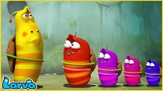 LARVA | Red And Yellow | CARTOON MOVIE FOR LIFE |THE BEST OF CARTOON | HILARIOUS CARTOON COMPILATION