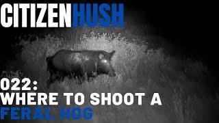 Feral Hog Shot Placement