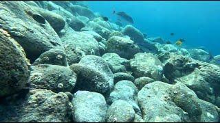 Spearfishing the Shallows - Lots of Omilu in the Water but None for Me - Big Island of Hawaii