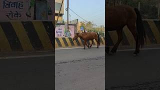 Lakdi ki Kathi Kathi pghoda #lakdikikathi #lakdikikathikathikaghoda #horseriding #horse #viralshort