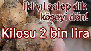 İki dönüm salep dik köşeyi dön