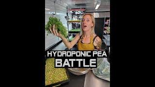 Yellow Pea Microgreens - Hydroponic Battle!