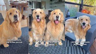 Things My Goldens Do That Don't Make Sense |Unless You're Them