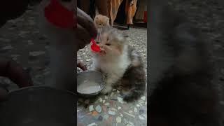 kitten eating food️ nom nom #short #shorts #like #cat #catlover