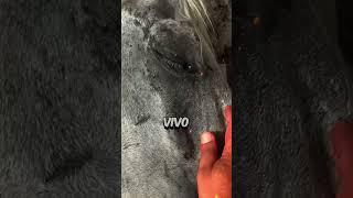 VIDEO 1 CAVALO