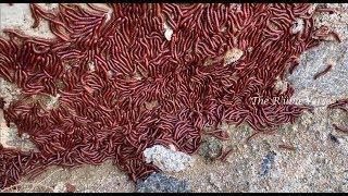 Red Baby Millipede  - Lots of Babies | The RubieVerse