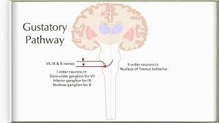 Neuroanatomy with Chimmalgi