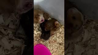 Baby Hamster Yawn in a Hamster Pile