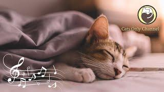 Music to Calm Cats - Peaceful Music with Cat Purring, Cat Relaxation and Sleep Music