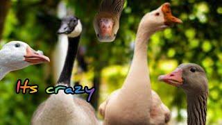 Funny GEESE !!!