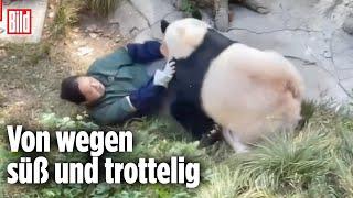 CHINA: Kung-Fu-Panda vermöbelt Pflegerin