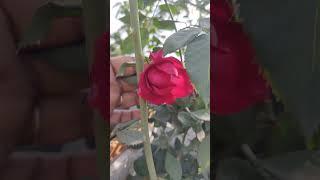 Rose is a beautiful flower in india