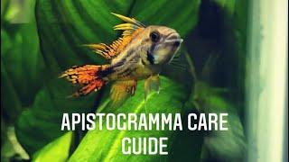 Apistogramma Care Guide - Apistogramma Cacatuoides (Cockatoo Dwarf Cichlid)