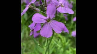 Wildflowers with Zac