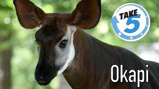 5 Weird, Wild & Wonderful Facts About Okapi