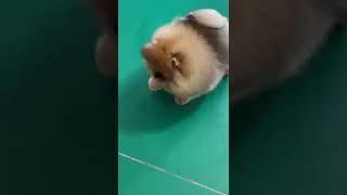 What The Cute & Funny Lovely Puppy #short#0798