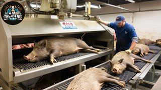 Shocking ! Millions Of Wild Boars Are Raised For Meat On Farms In China – Wild Boar Meat Processing