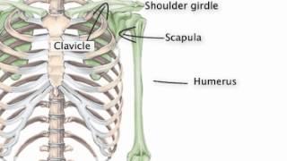 Chapter 8   Appendicular Skeleton