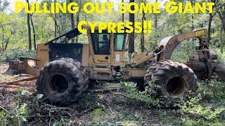 Pulling some giant cypress with the 620D Tigercat!! #swamplogging