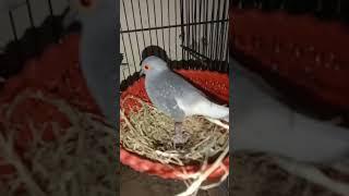 diamond dove baby hatched ️ #shortfeed #bird #dove #diamonddove