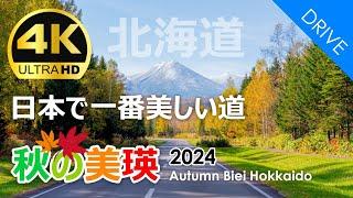 [Hokkaido] Autumn special feature in Biei! 2024｜bring you the autumn of biei,