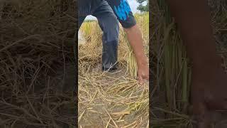 Top fishing! catch fish under straw at field  #shots #Topfishing