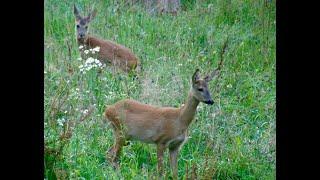 Hunting roe deer in October