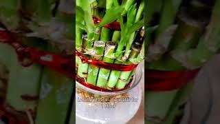 care of Lucky bamboo