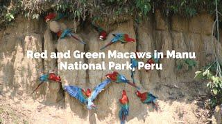 RED AND GREEN MACAWS IN MANU NATIONAL PARK PERU - Birding Peru Trips