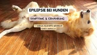 Epilepsie bei Hunden | Worauf man achten sollte | Ernährung & Verhalten