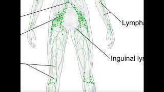 Basics & Structures of the Lymphatic System