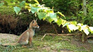 "Freigang" vor dem "Bau". Im Kindergarten der Fuchs-Rabauken. 3 noch unbeschwerte Jungfuchs-Leben 