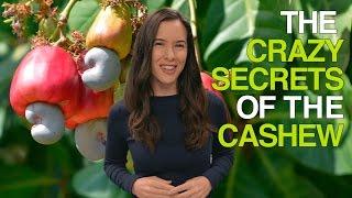 The Crazy Secrets of the Cashew (Why Cashews Are Never Sold in Their Shells)