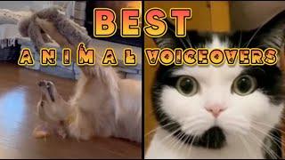 Best Animal Voiceover Compilation Ep. 1