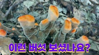 신기한 버섯과 잡버섯들