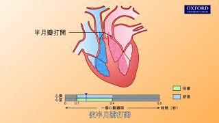 動畫E1, 3.2 心動週期