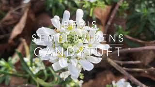 How to Grow Evergreen Candytuft - Iberis sempervirens