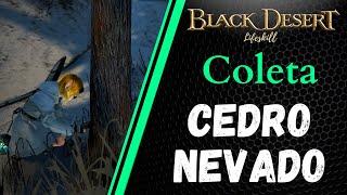 [BDO Lifeskill] Coleta: Cedro Nevado (Snowfield Cedar rotation)