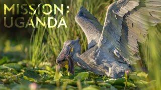 Eines der SELTENSTEN Tiere der Welt: Der Shoebill - Mission: Uganda | Robert Marc Lehmann