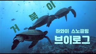 [하와이] 거북이 스노클링 브이로그 #1 | 오션스타 |