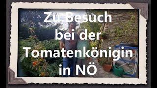 Zu Besuch bei der Tomatenkönigin in NÖ