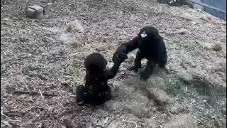 Western Lowland Gorilla Half-Sibling Hug