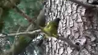 Bellbird singing