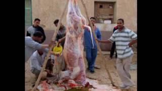 NOT FOR THE SQUEAMISH: Butchering a cow for a feast in Egypt