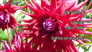 @다알리아(8월5일의꽃) Dahlia on August 5