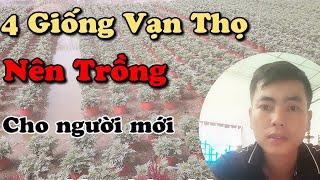 4 giống vạn thọ tết nên chọn cho người mới | trồng hoa tết 2024