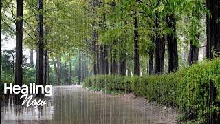 Rain sounds heard in a forest path where you want to walk - Nature sounds for relaxation and healing